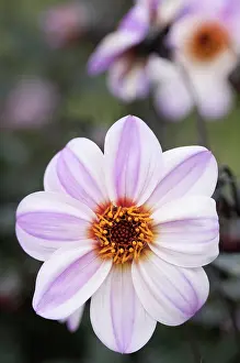 Candy: Dahlia