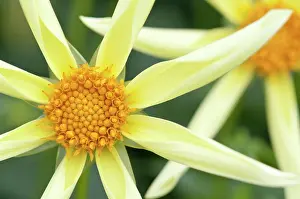 Honka: Dahlia