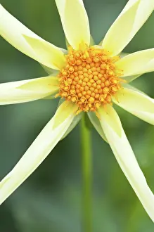Honka: Dahlia