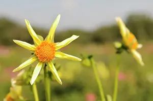 Frankfurt: Dahlia