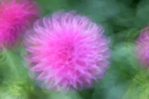 Frilly: Dahlia