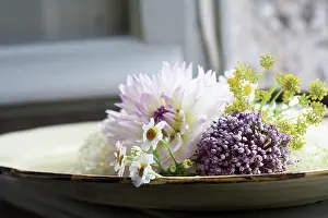 Fennel: Dahlia
