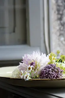 Fennel: Dahlia