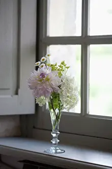 Shutter: Dahlia