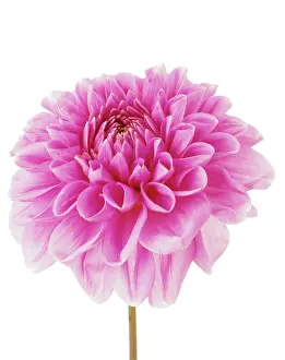 Exquisite: Dahlia