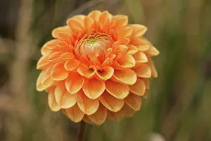 Howard: Dahlia
