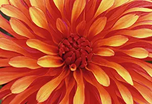Deco: Dahlia