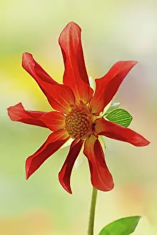 Honka: Dahlia