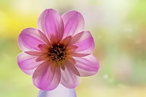 Dahlia