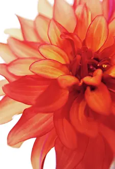Deco: Dahlia