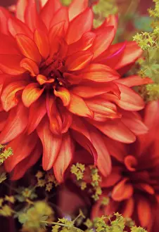 Deco: Dahlia