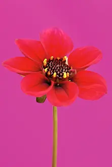 Optimism: Dahlia