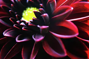 Exquisite: Dahlia