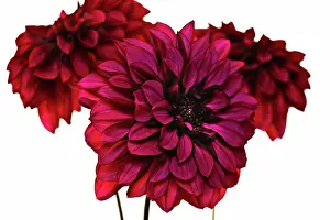 Opulent: Dahlia
