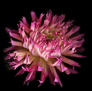 Blown: Dahlia