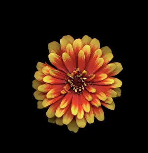 Fabulous: Dahlia