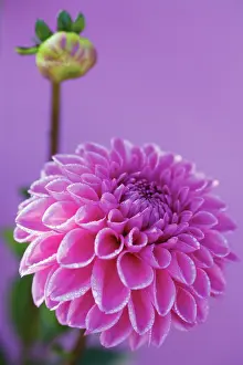 Leadership: Dahlia