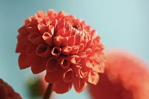 Optimism: Dahlia