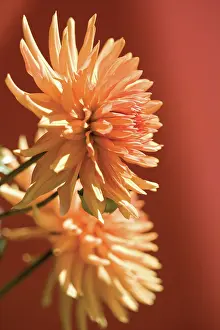 Extravagant: Dahlia