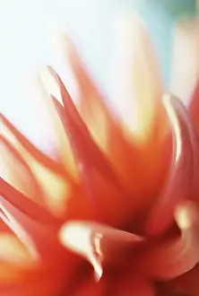 Imaginary: Dahlia