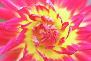 Sensational: Dahlia