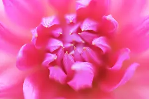 Charlotte: Dahlia