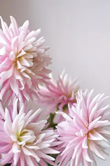 Tuber: Dahlia