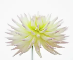 Opulent: Dahlia