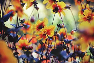 Crazy: Dahlia