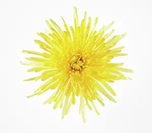 Gaudy: Dahlia