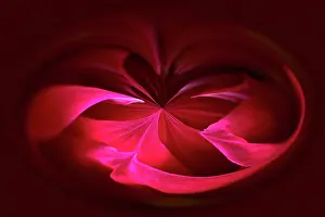 Composition: Dahlia, abstract deep red pattern against black