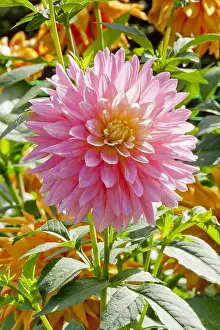 170519: Dahlia Adelaide Fontane in bloom in a garden