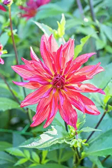 Capitulum: Dahlia Akihiko, Breeder : Miyabuchi (JAP) 2024, flower