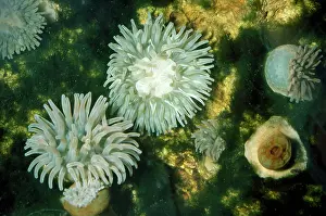 Anemones: Dahlia Anemone