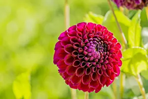 170519: Dahlia Anka in bloom in a garden
