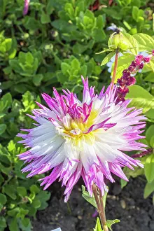 Cycle: Dahlia Anna Marie, flower