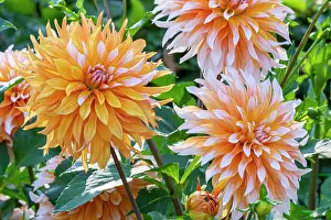 Double: Dahlia Apelsini Sniega, flowers