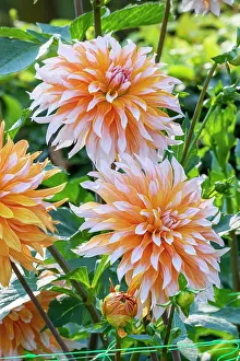 Double: Dahlia Apelsini Sniega, flowers