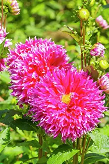 Cycle: Dahlia Aquitania, flowers