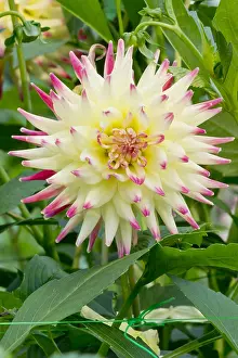Aviator: Dahlia Aviator in bloom in a garden