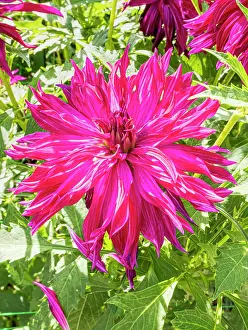 Cycle: Dahlia Bangkok Violet, flower