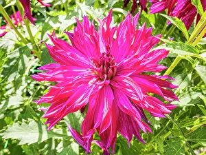 Cycle: Dahlia Bangkok Violet, flower