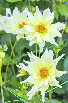 Cycle: Dahlia Bella Estrella, flowers