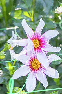 Cycle: Dahlia Bio Felicia Verver Export, flowers