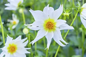 Cycle: Dahlia Bio Justice Verver Export, flower