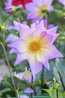 Cycle: Dahlia Bio Lima Verver Export, flower