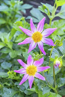 Cycle: Dahlia Bio Manche Libre Verver Export, flowers