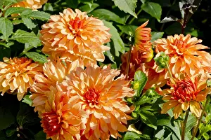 170519: Dahlia Birstonas in bloom in a garden