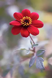 Ordinary: Dahlia Bishop of Auckland, single red flower showing yello