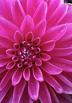 Gurche: Dahlia blossom, Manito Park, Spokane, Washington